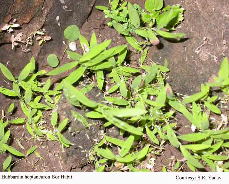 Hubbardia heptaneuron Bor Habit